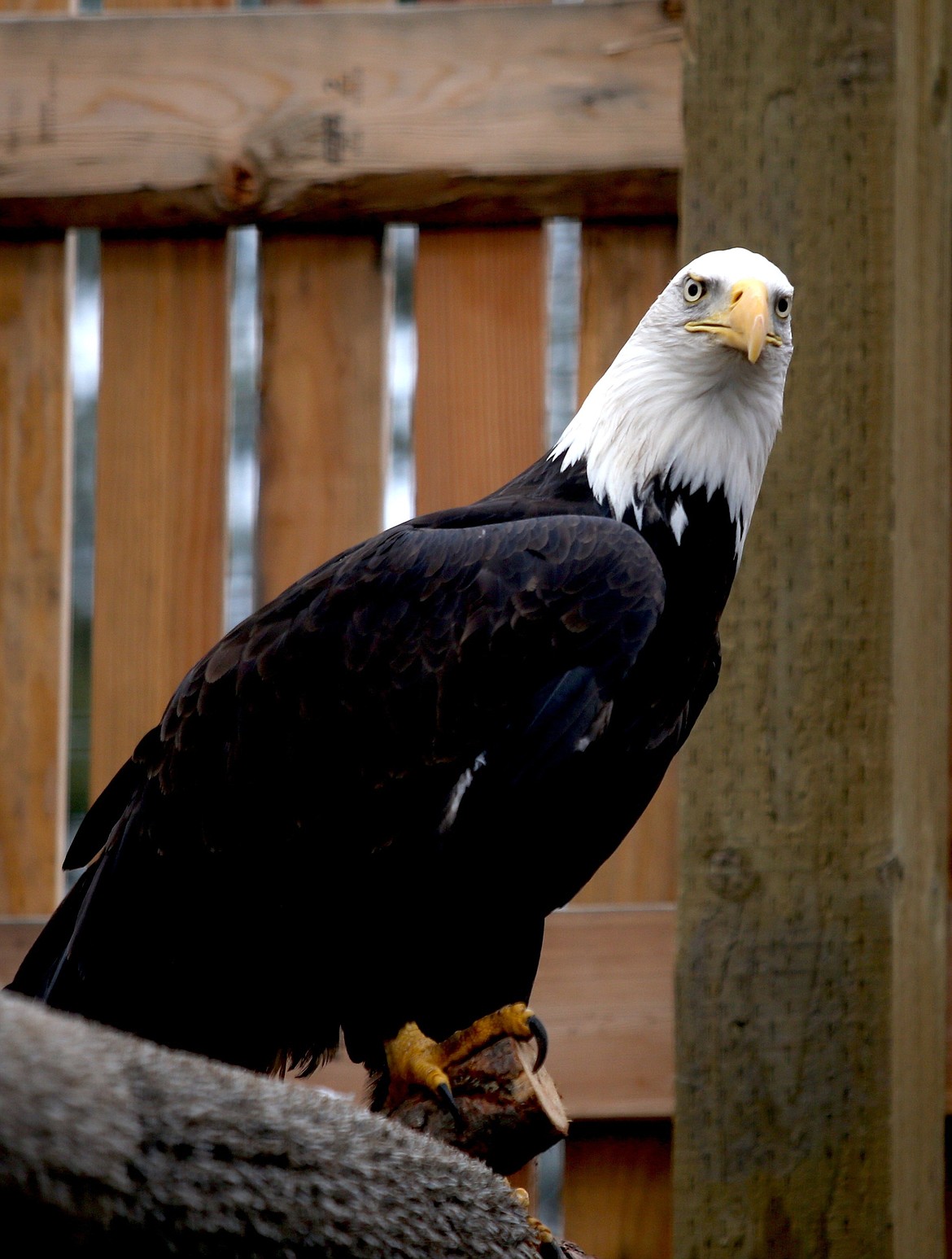 A bald eagle watches visitors during the grand opening of the Coeur d'Alene Tribe's new eagle aviary on Monday. (LOREN BENOIT/Press)