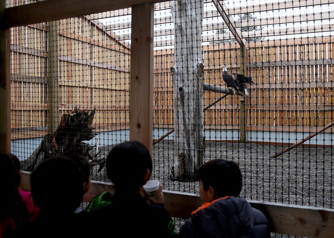 Students from the Coeur d'Alene Tribal School check out the new eagle aviary on Monday. (LOREN BENOIT/Press)