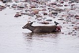 Lessons learned after a sad sight on the river