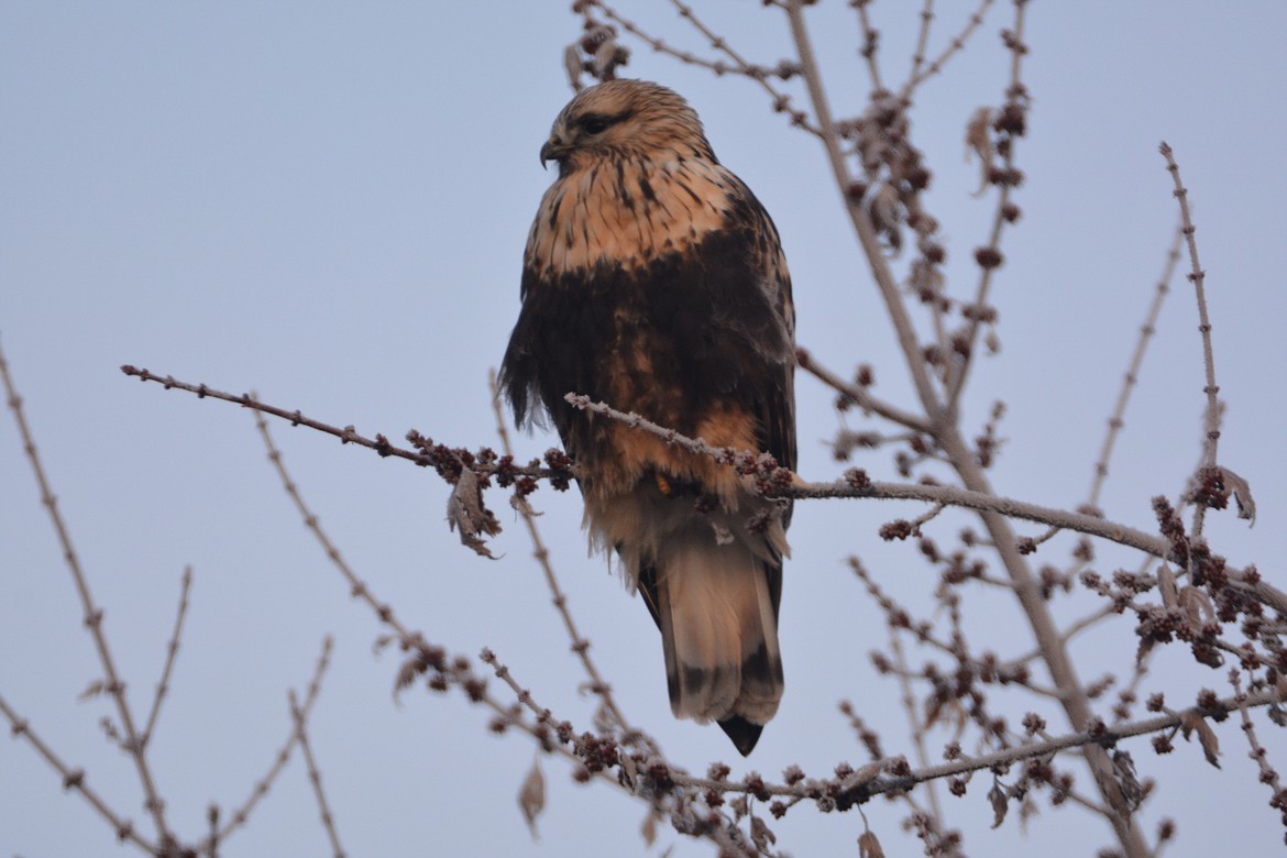 Photo by DON BARTLING
When hunting, Rough-legged Hawks often face into the wind and hover, scanning the ground below for small mammal prey. They often perch on fence posts and utility poles, and sometimes on slender branches at the very top of a tree.