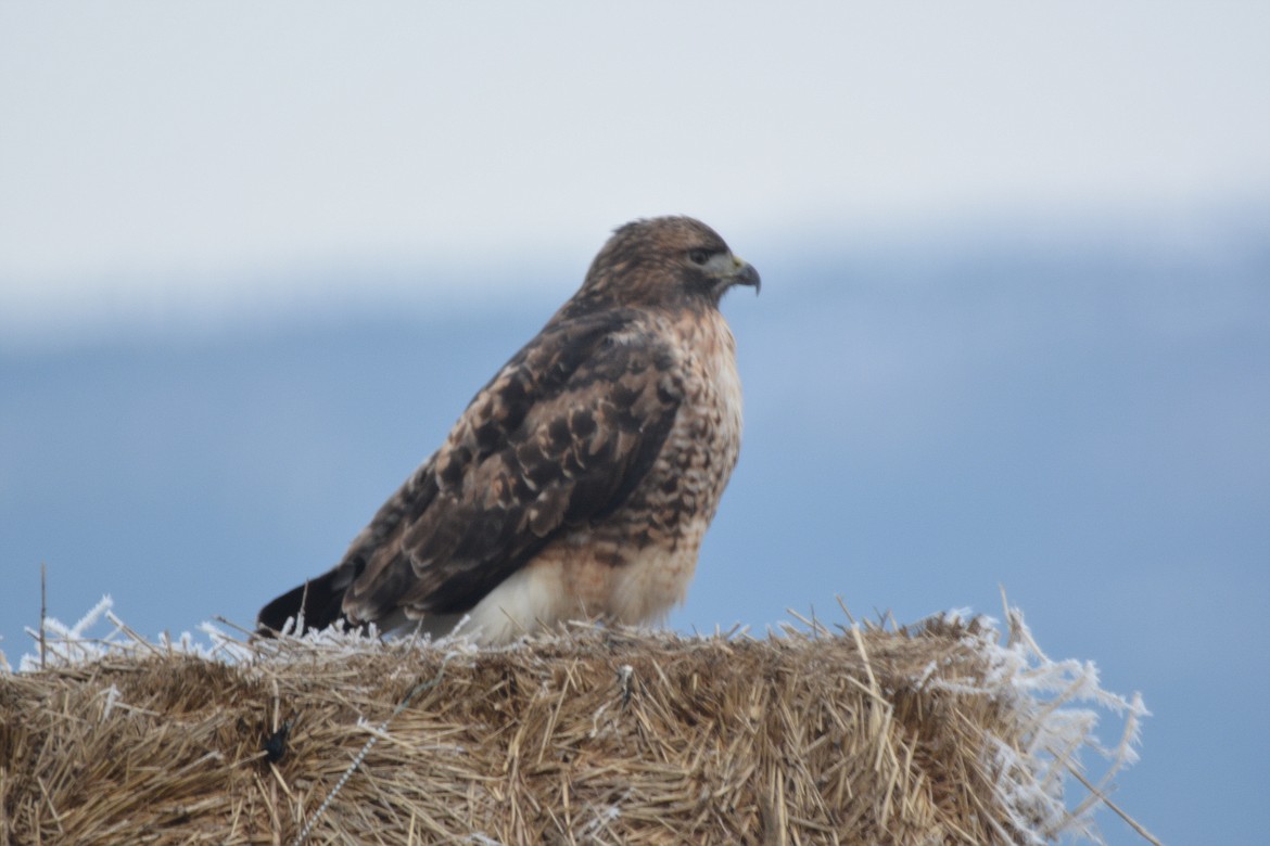 Photo by DON BARTLING
The Rough-legged Hawk breed in the arctic region in the spring and they nest and raise their young in the summer and fall. In the winter they migrate to open habitats in the U.S. and southern Canada.