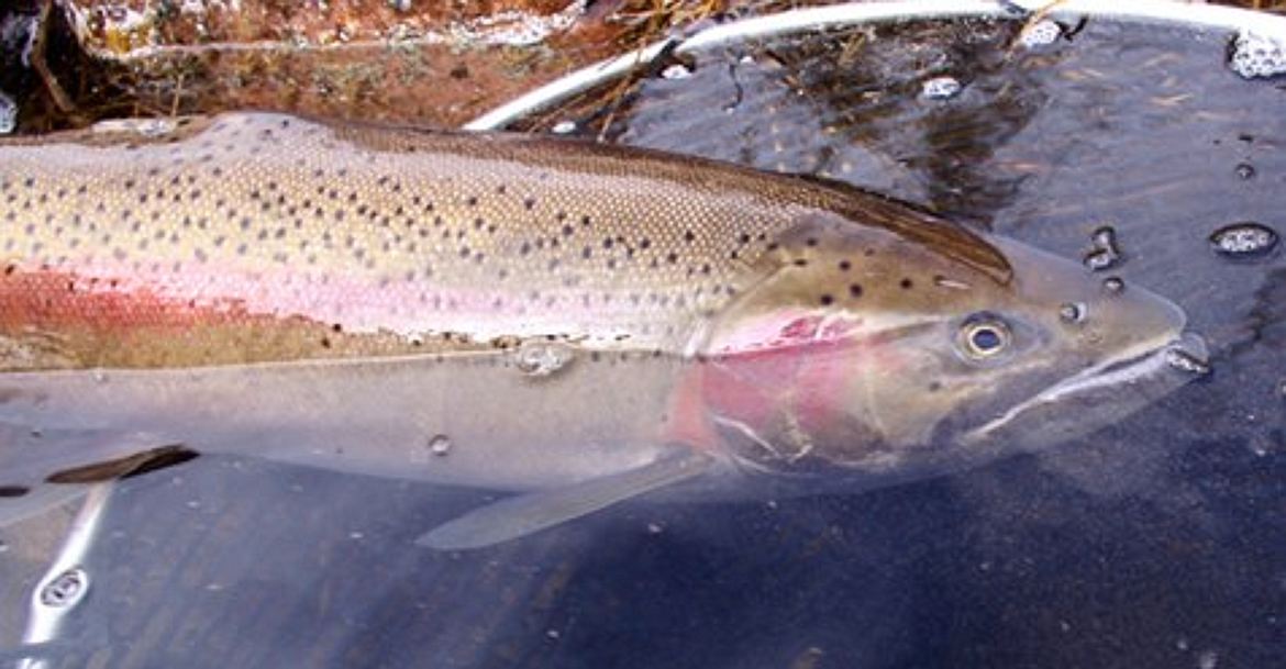 Photo courtesy of Idaho Fish and Game
Idaho&#146;s steelhead season, slated for closure after a lawsuit filed by several environmental groups, will stay open with two exceptions into 2019.