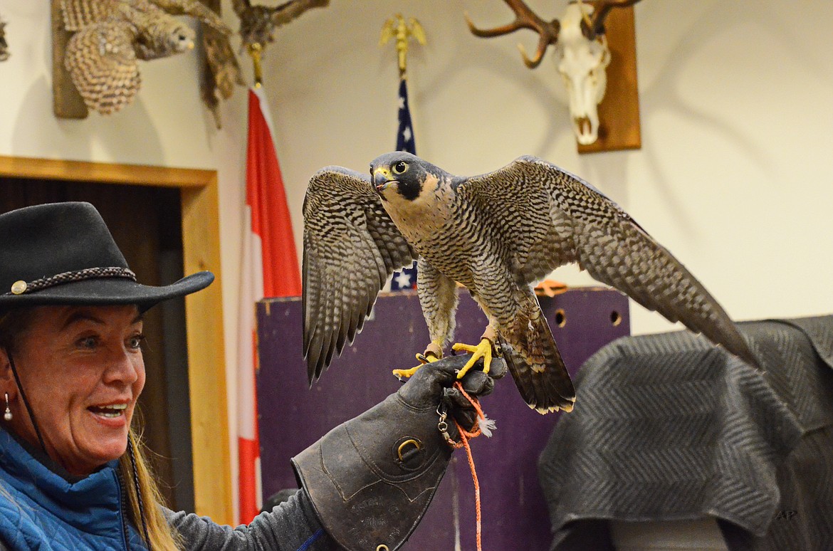 Photo by ANNIE PFLUEGER
Janie holding Pennington the Peregrine Falcon. A Peregrine falcon can dive up to 200 miles an hour to capture prey in flight.