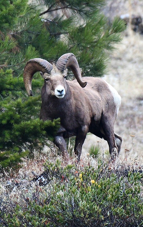 Older rams&#146; horns can weigh up to 30 pounds and can exceed 51 inches in length and 16 inches at the base. This old ram took on two young contenders up Petty Creek last month. (Photo by Michael Thompson, FWP)