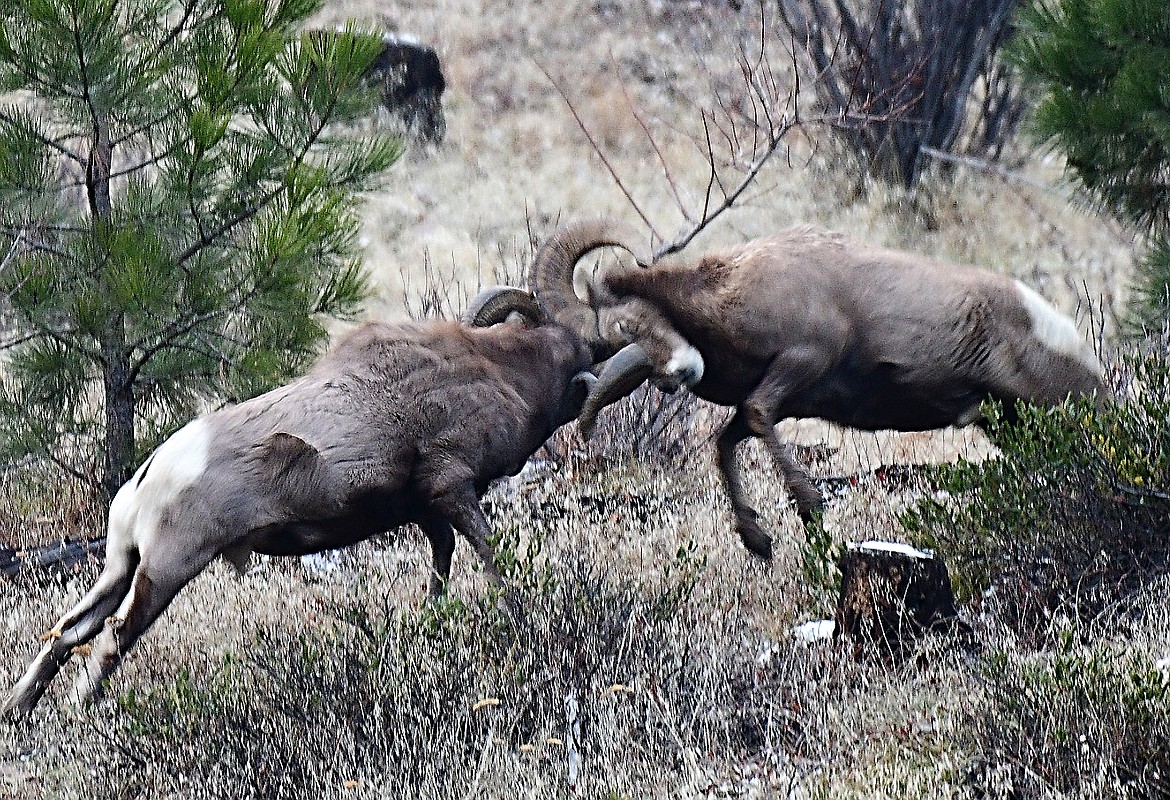 Rams&#146; shock-absorbing skulls can withstand 800 pounds of force. These bighorns sparred until dusk up Petty Creek last month. (Photo by Michael Thompson, FWP)