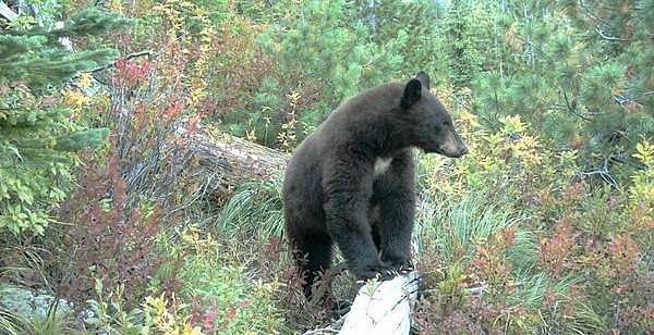 Idaho Fish and Game photo
Environmentalists are threatening to sue the U.S. Forest Service over bear baiting in Idaho and Wyoming where hunters are allowed to use bait to attract black bears, which can legally be hunted.