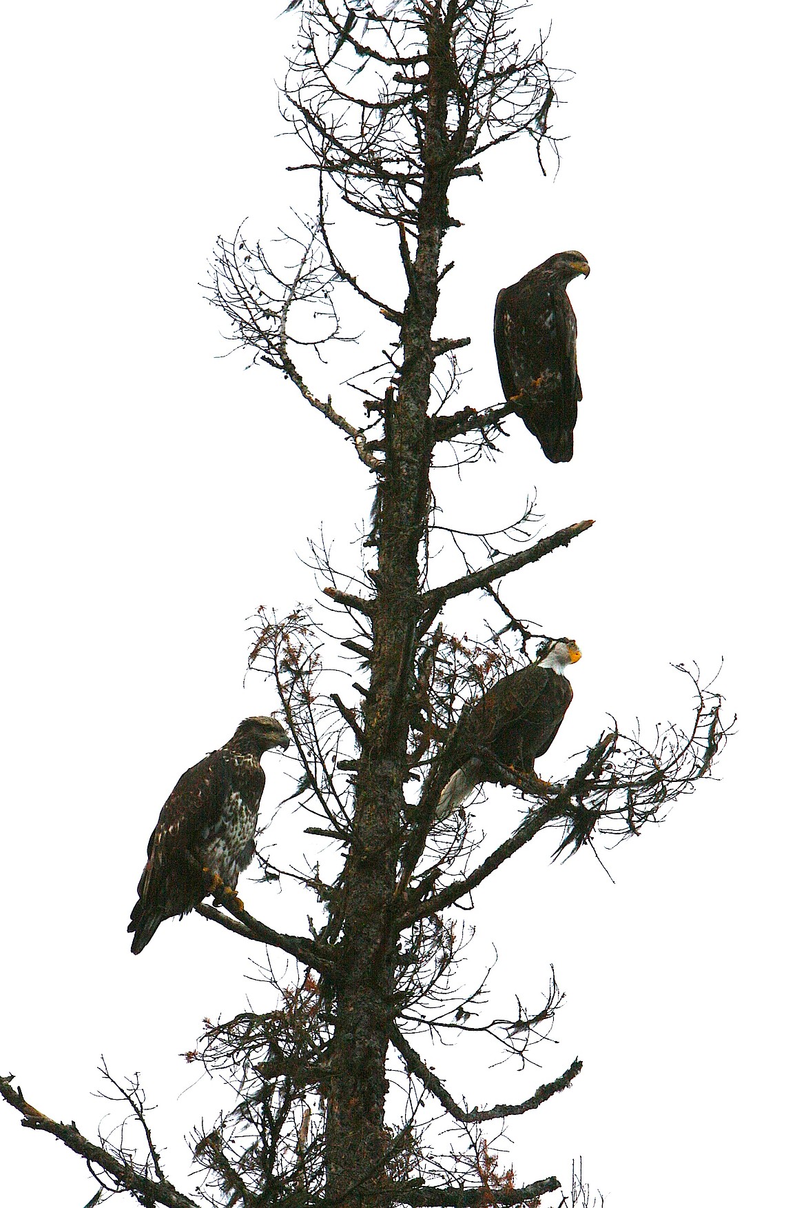 BRIAN WALKER/Press
Eagles keep an eye on Beauty Bay on Lake Coeur d&#146;Alene on Saturday. The annual Eagle Watch Week, orginally slated to start today, has been canceled due to the federal government shutdown.