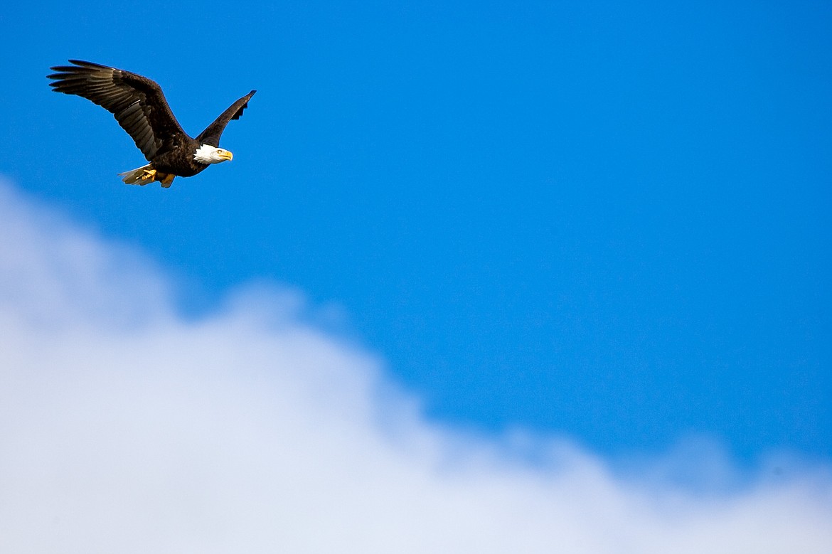 An adult eagle circles over the water of Lake Coeur d'Alene  near Higgens Point.
(JEROME A. POLLOS/Press file)