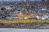 A storm of snow geese