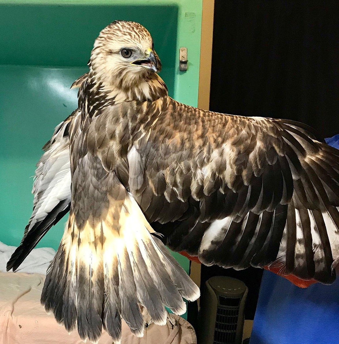 Courtesy photo
This rough-legged hawk had to be euthanized due to her injuries.