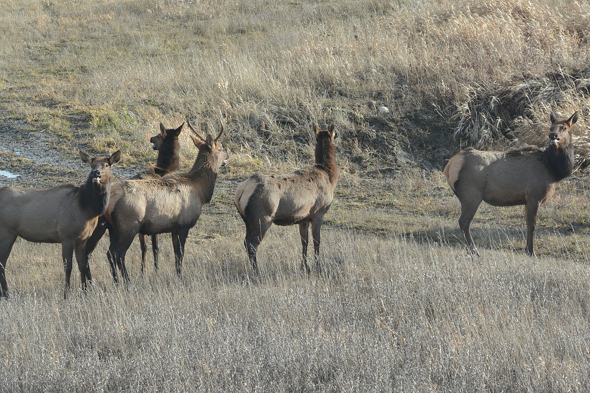 When &#147;on the alert&#148; elk raise their heads high, open their eyes wide, move stiffly and rotate their ears to listen.