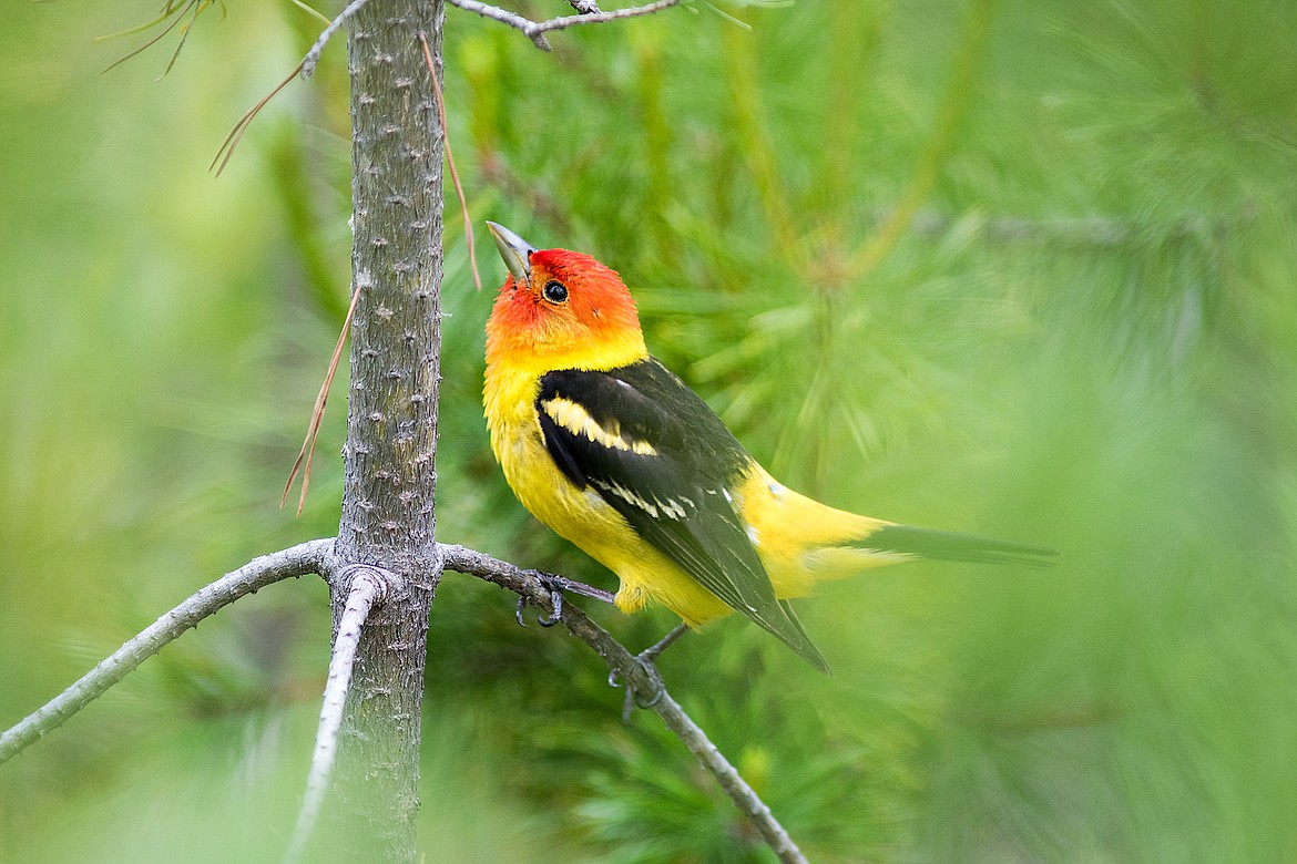 Glacier Park&#146;s brightest bird &#151; at least in the summertime, is the male western tanager.