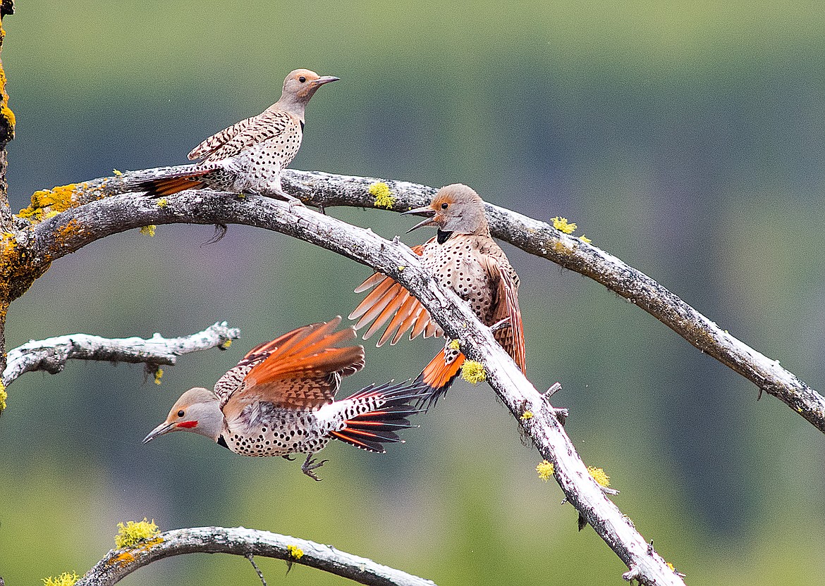 Northern flickers squabble in Glacier National Park.