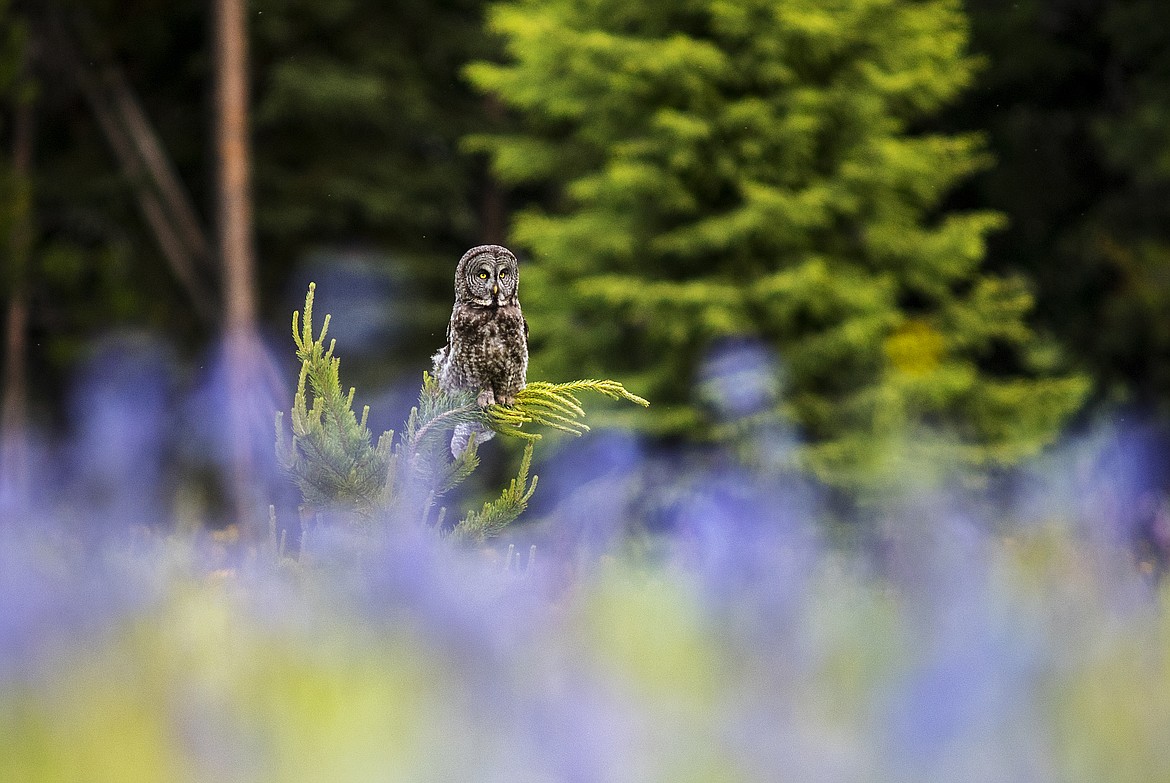 A great gray owl hunts a flowery meadow.