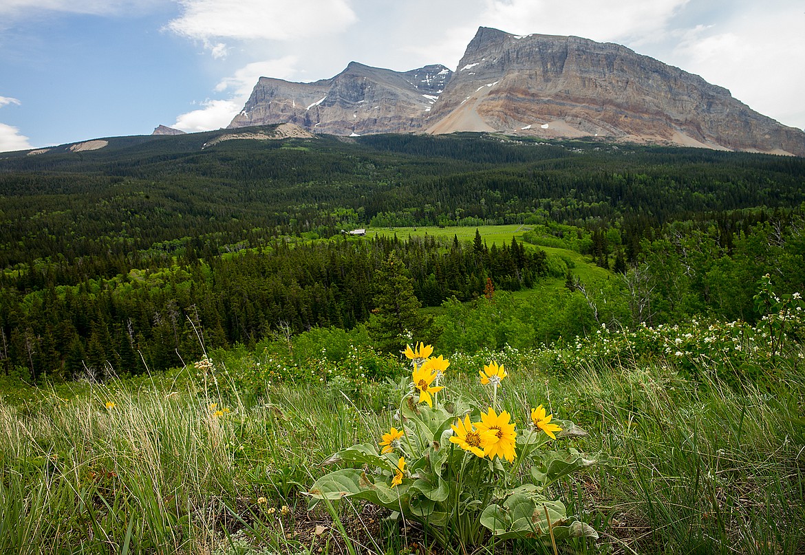 Arrow-leaved balsam root blooms in the Belly River. The ranger station and Gable Mountain are in the background.