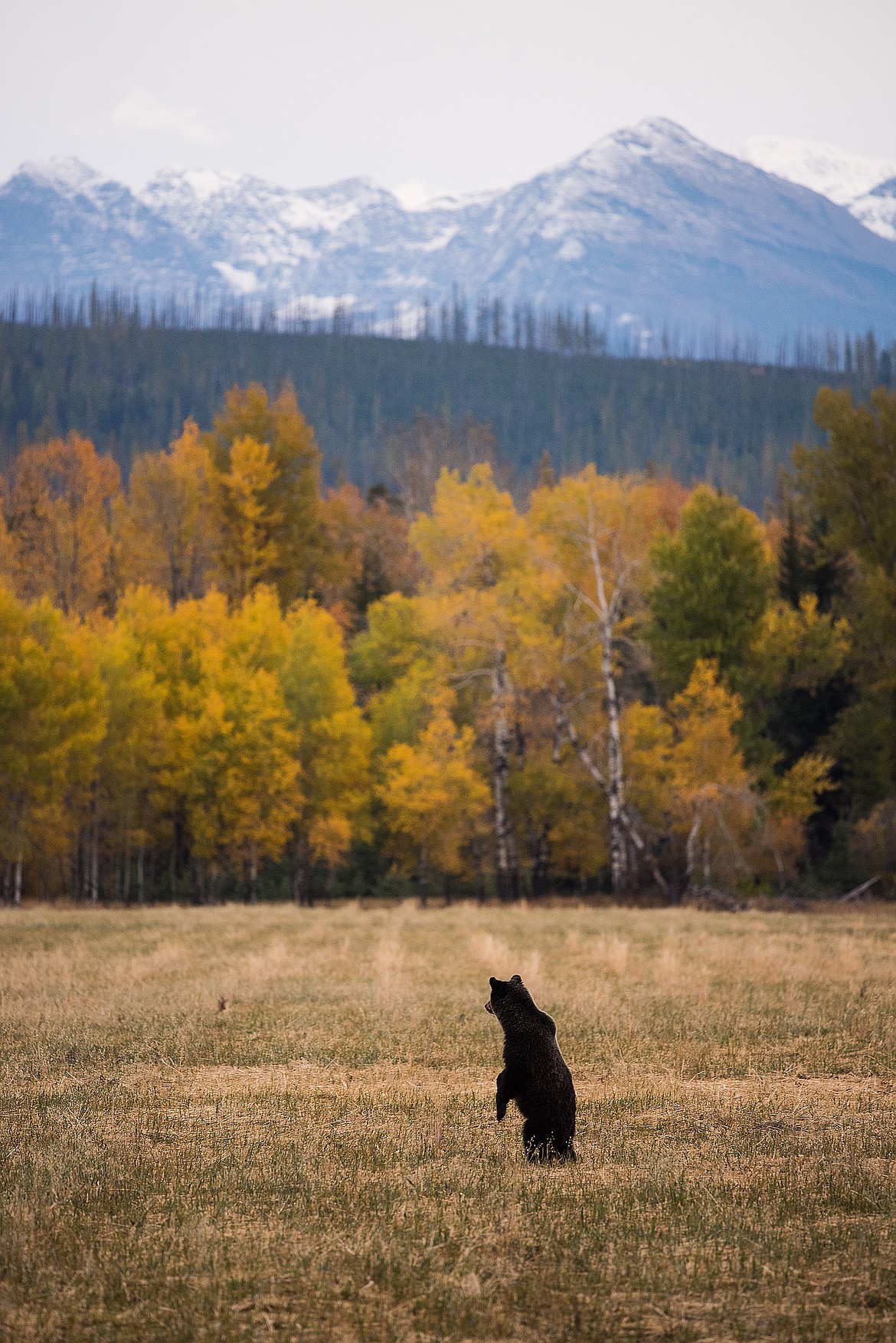 This grizzly bear  was outstanding in its field.