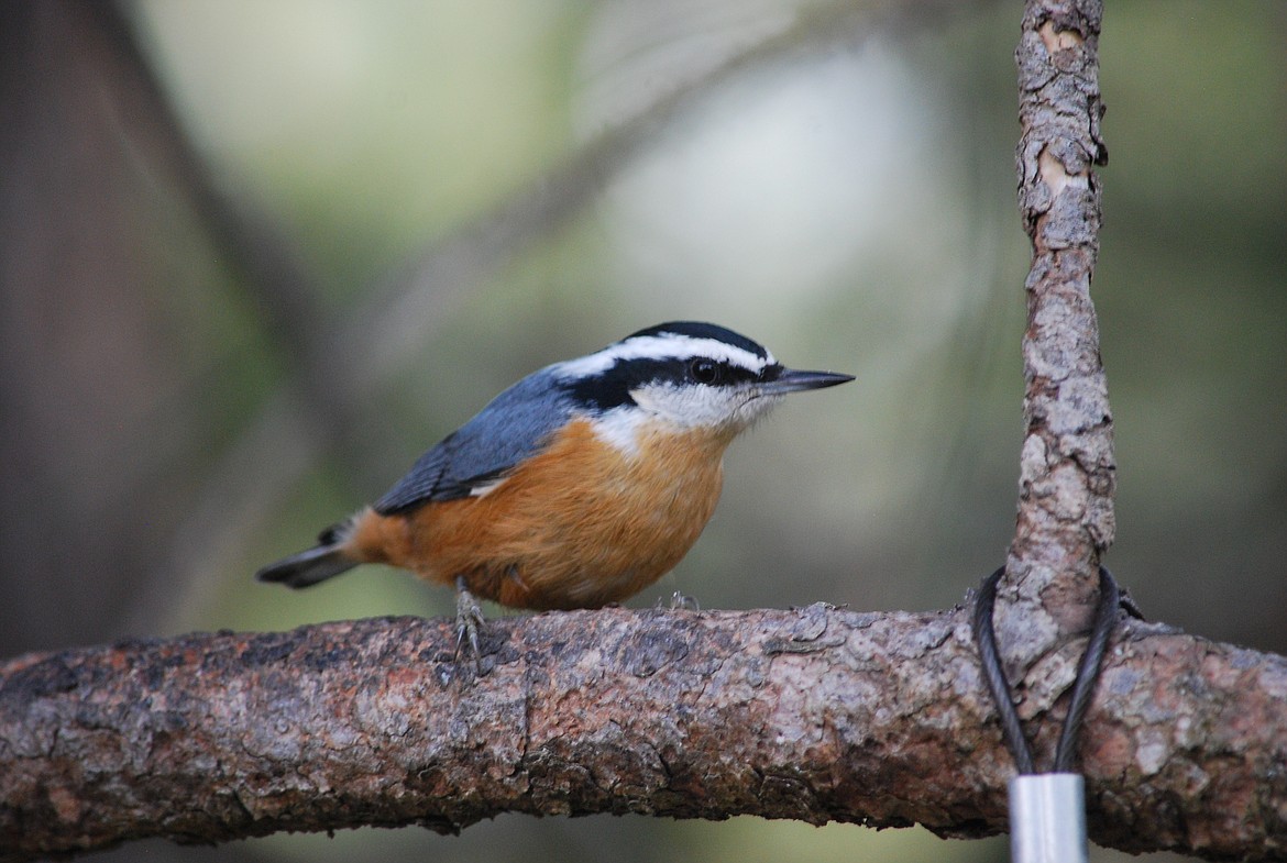 The red-breasted nuthatch is a handsome bird. The male sports a dark cap, white eyebrow, black line through the eye, orangish underparts and blue-gray back.