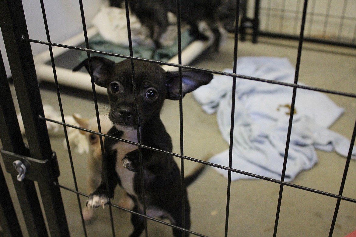 Photo by TANNA YEOUMANS
One of the two small breed puppies that were up for adoption at the event.