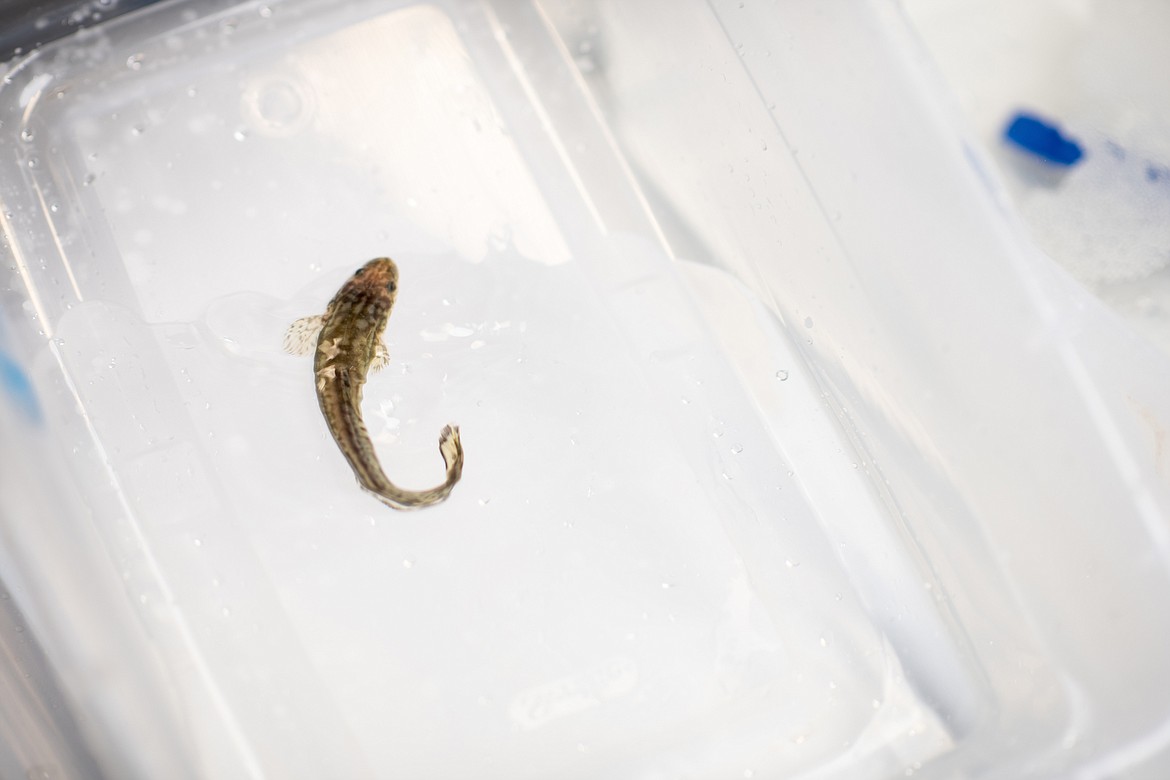 (Photo courtesy UNIVERSITY OF IDAHO)Burbot swim in the new Aquaculture Research Institute at the University of Idaho in Moscow. Efforts to repopulate burbot in Idaho have led the Idaho Department of Fish and Game to initiate a recreational burbot fishery in 2019 along the Kootenai River.