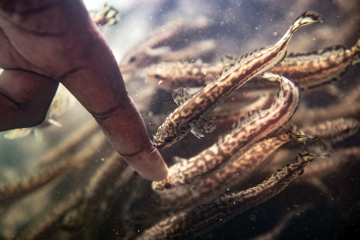 (Photo courtesy UNIVERSITY OF IDAHO)Burbot swim in the new Aquaculture Research Institute at the University of Idaho in Moscow. Efforts to repopulate burbot in Idaho have led the Idaho Department of Fish and Game to initiate a recreational burbot fishery in 2019 along the Kootenai River.