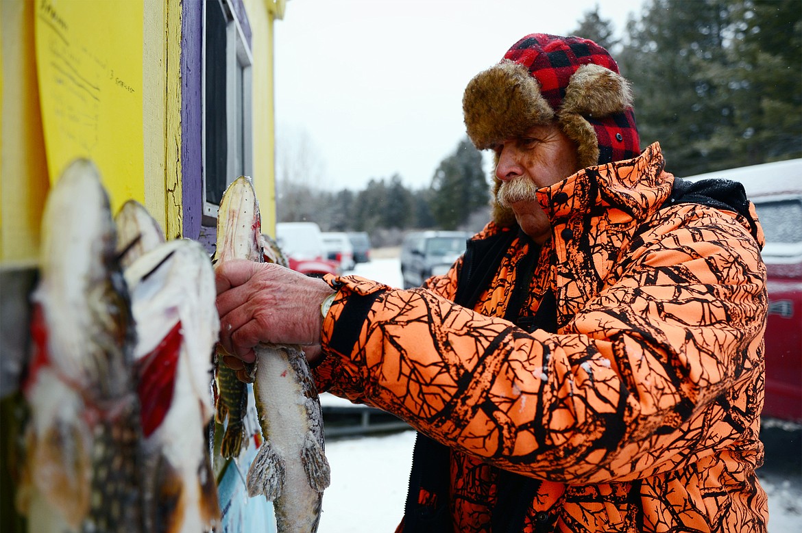 Warren Illi, with the Flathead Chapter of Walleyes Unlimited, hangs a northern pike that weighed 2.69 lbs. caught by Dane Reynolds, of Kalispell, at the Sunriser Lions ice fishing derby at Smith Lake on Saturday. (Casey Kreider/Daily Inter Lake)