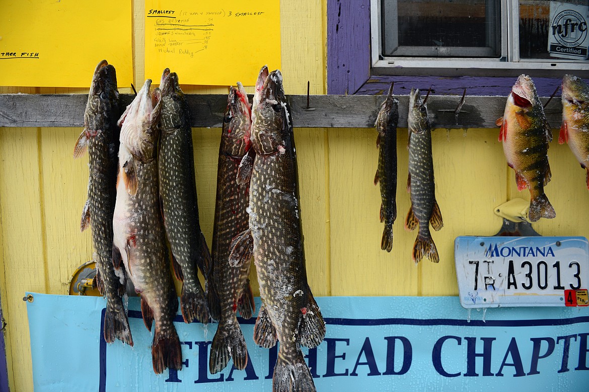 Northern pike and other fish hang from nails after being caught and measured at the Sunriser Lions ice fishing derby at Smith Lake on Saturday. (Casey Kreider/Daily Inter Lake)