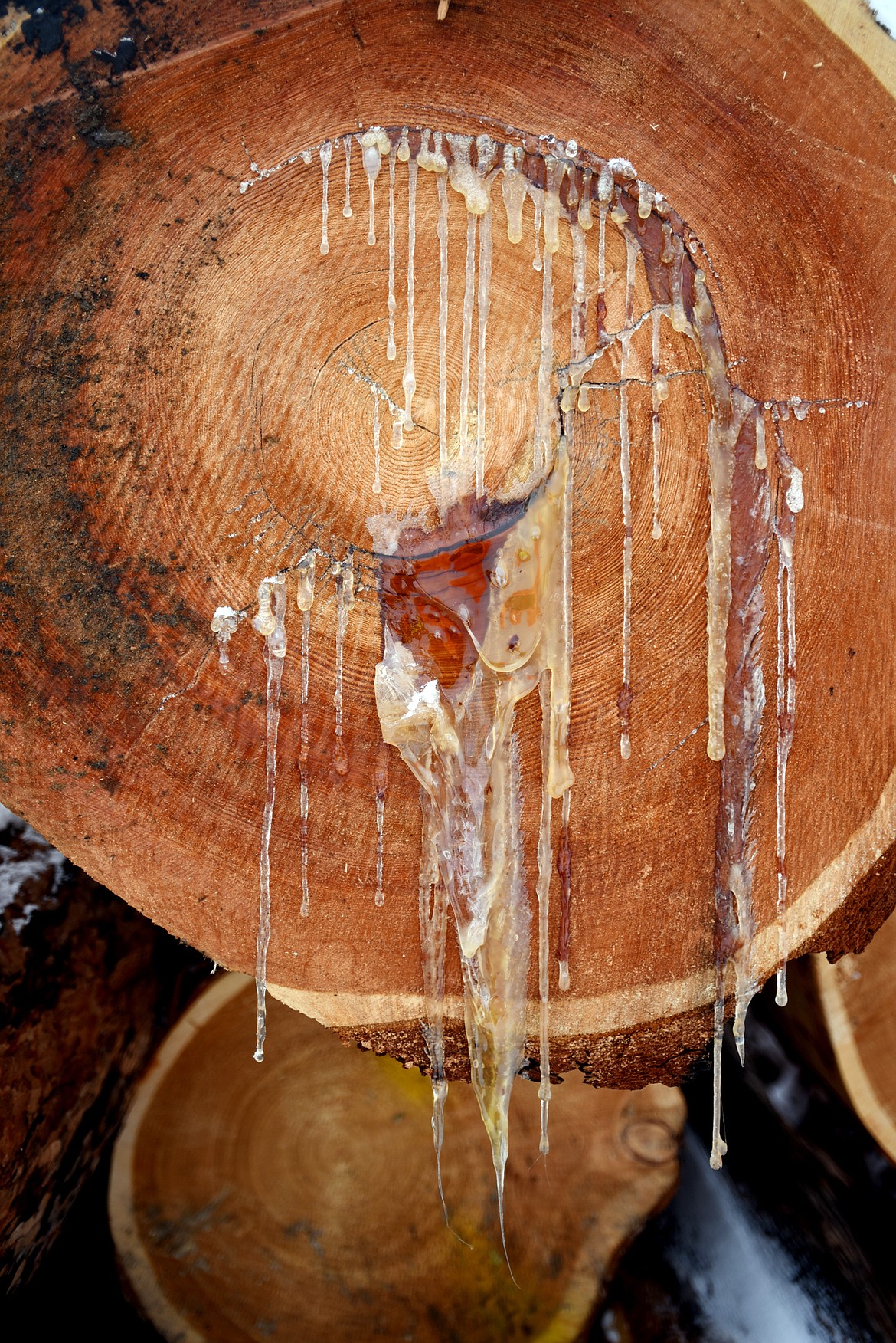 Detail of a larch at the F.H. Stoltze Lumber Yard near Columbia Falls. (Brenda Ahearn/Daily Inter Lake)