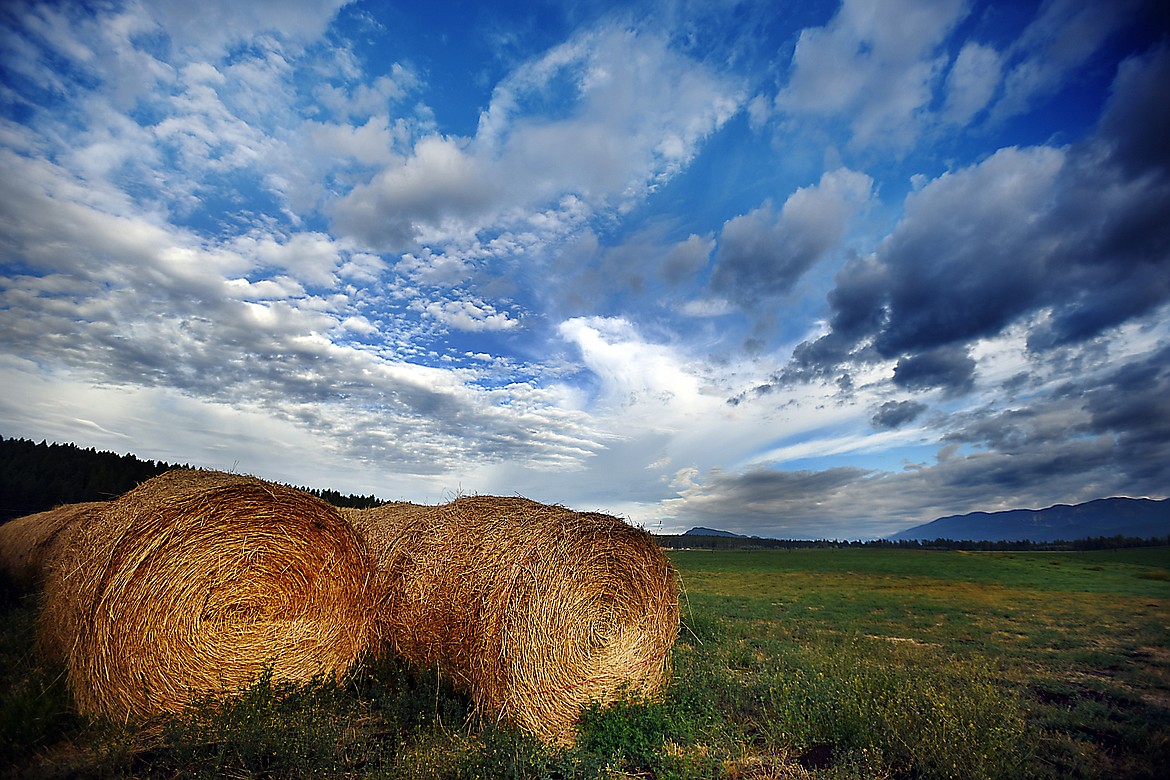 Early morning light catches bales of hay creating a stark contrast between in the yellow hay and the blue of the clear skies on Wednesday morning, September 9, 2015 just south of Whitefish.(Brenda Ahearn/Daily Inter Lake)