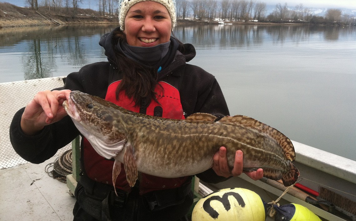 Courtesy of Idaho Department of Fish and Game
Starting Jan. 1, anglers in the Kootenai River may keep six burbot per day with no size restrictions. The latest fishery is the first of its kind since 1992, when burbot were considered endangered.