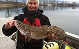 Kootenai River open for burbot fishing as numbers rebound