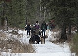 Dog scofflaws more common in Glacier as shutdown drags on