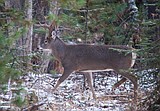 Deer meetings next week in Kalispell