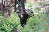 Man flown out of Glacier Park via rescue helicopter after being injured by bear