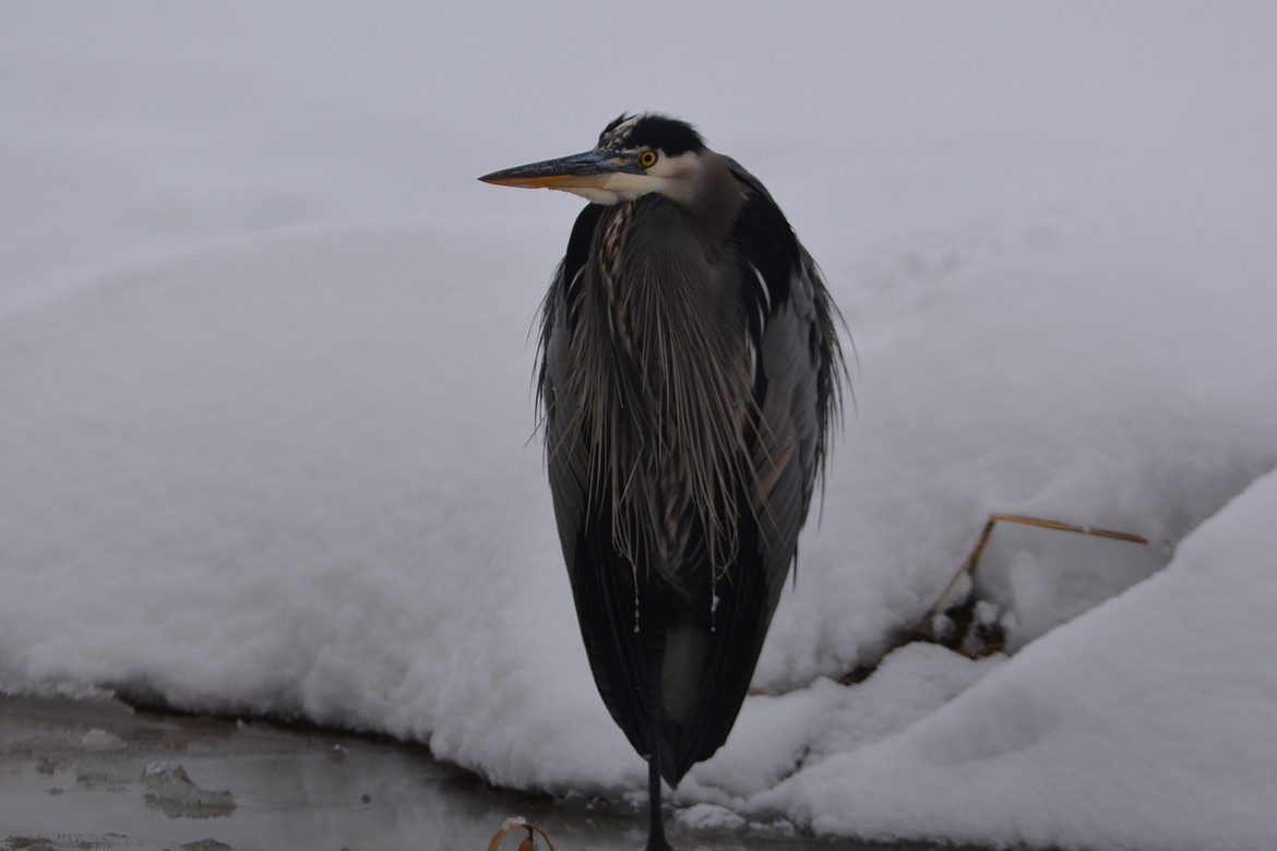 Often birds will stand on one leg, as this blue heron, tucking the other up among their feathers. Birds are also observed with their beaks tucked under their feathers.