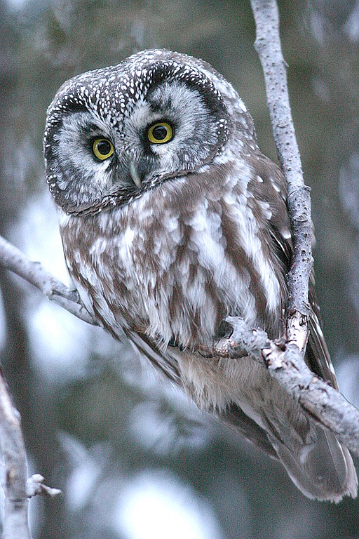 A boreal owl. (Courtesy photo)