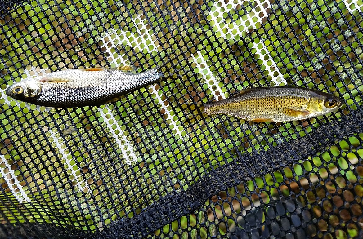 (Courtesy photo THOMAS LAMPHEAR)
Golden shiners, an invasive species that Idaho Fish and Game were worried could infiltrate Dworshak Reservoir if left unchecked, are the tiger trout&#146;s main food source at Deer Creek.