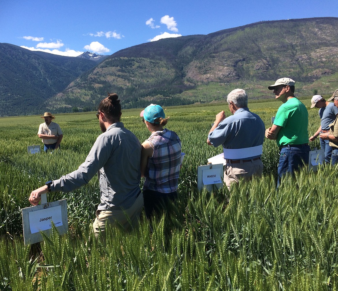 (Courtesy photo)
Boundary County Variety Trials test dozens of varieties of food, feed, and malting barley at Houck Farms, which hosted these university research plots for many years.