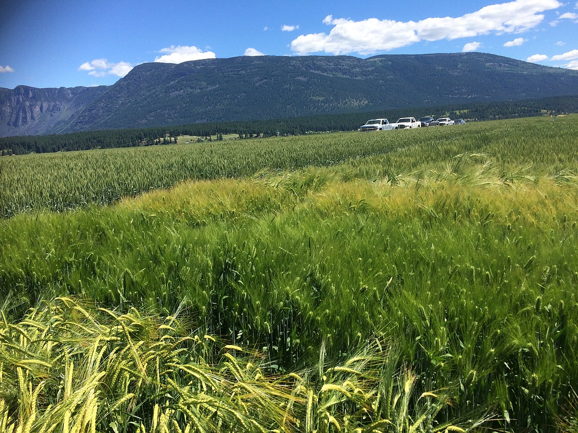 (Courtesy photo)
Dozens of new and old varieties of wheat, barley, canola, and mustard are tested in replicated plots each year.