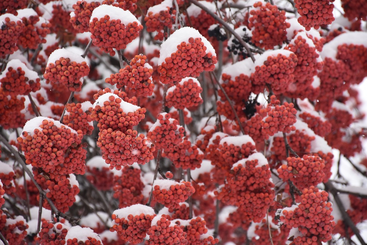 The Mountain Ash brightens yards and feed birds with their colorful berries in our cold, gray days, they just seem to brighten up the winter in their subtle way.