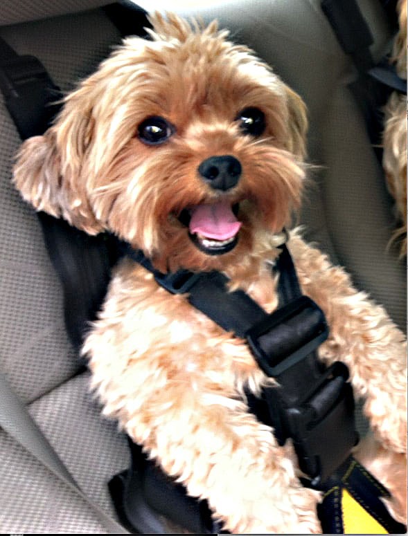 Canine model Sophie is strapped into the backseat of a car using the Rocketeer Pack, a safety harness invention created by Carolyn Shewfelt of Coeur d'Alene. Shewfelt spent more than eight years making, patenting and licensing the product, which launched in November 2017 and will be featured on &quot;Shark Tank&quot; on ABC on Jan. 27. (Courtesy photo)