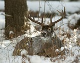 Two tough winters hurt deer numbers, but hunters also cry wolf
