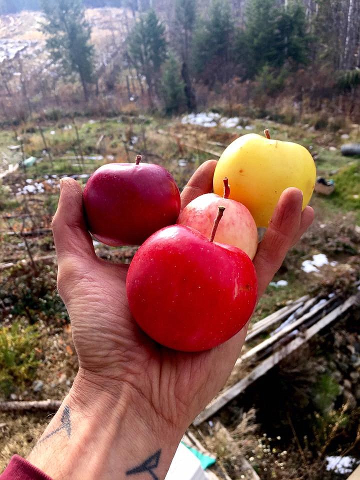(Courtesy Photo)
Some of Casimir Holeski's apples.