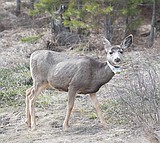 Mule deer study shows the critters move long distances over a year