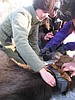 Fish and Game: Helicopter elk surveys begin from North Fork to St. Joe River valley