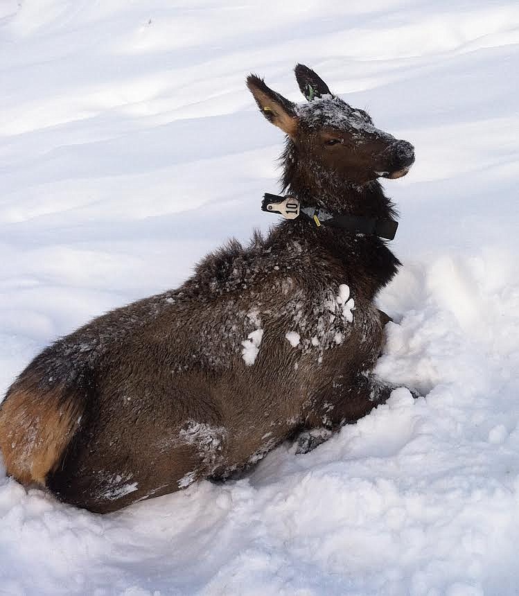 Since 2014 when the study began, annual cow elk survival has been steady at 94 percent, while calf survival has been lower and more variable, between 40 to 80 percent, Fish and Game regional biologist Barb Moore said.
