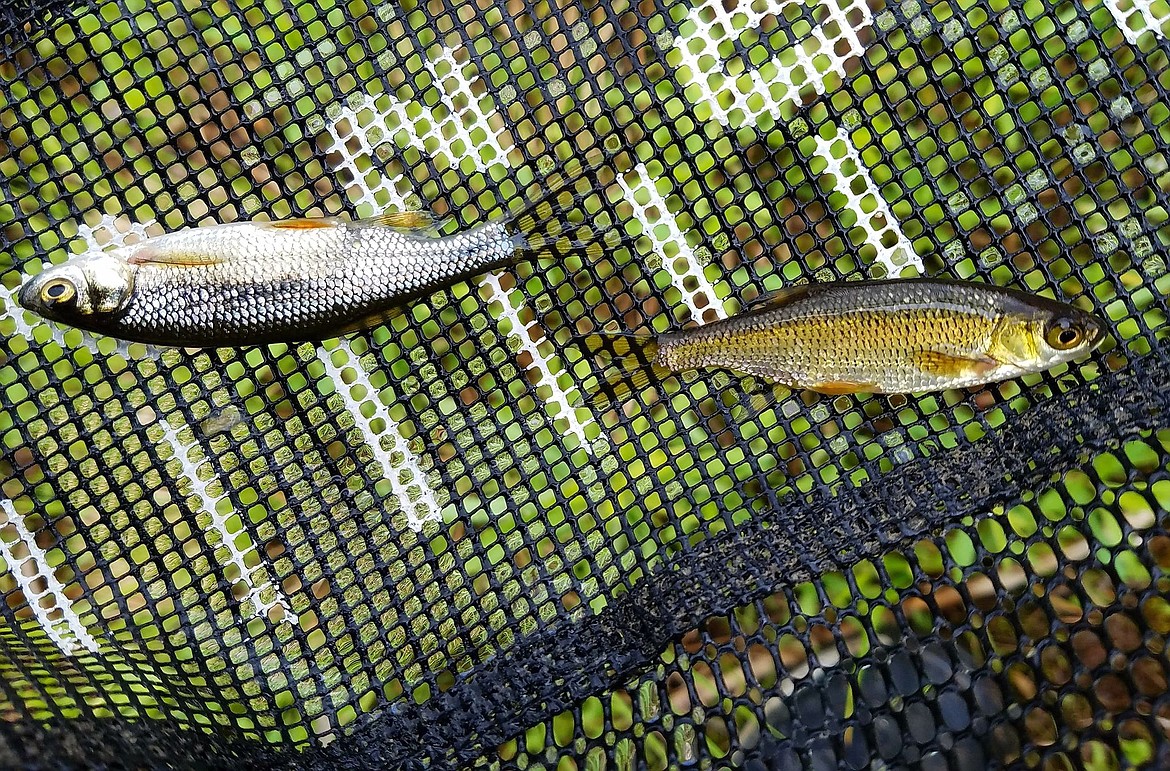 Golden shiners, an invasive species that Idaho Fish and Game were worried could infiltrate Dworshak Reservoir if left unchecked, are the tiger trout&#146;s main food source at Deer Creek. (THOMAS LAMPHERE/Courtesy)