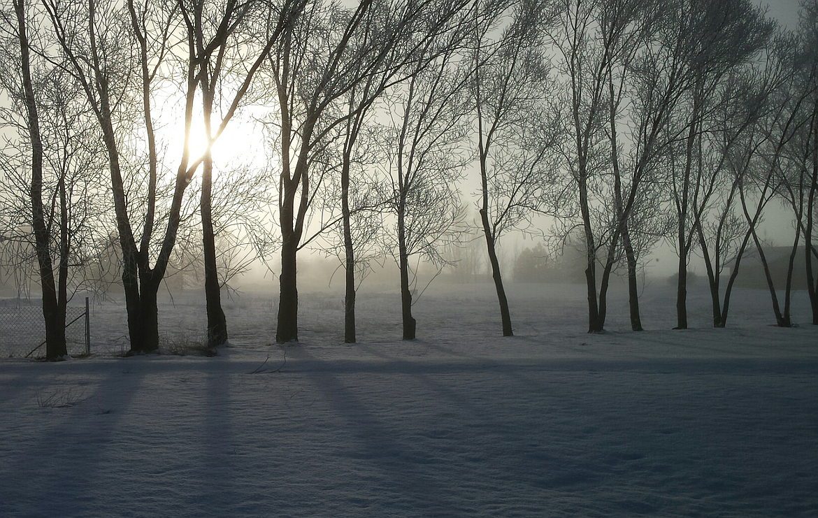 &#147;Winter mist sunrise silhouettes&#148; by Ann Washington