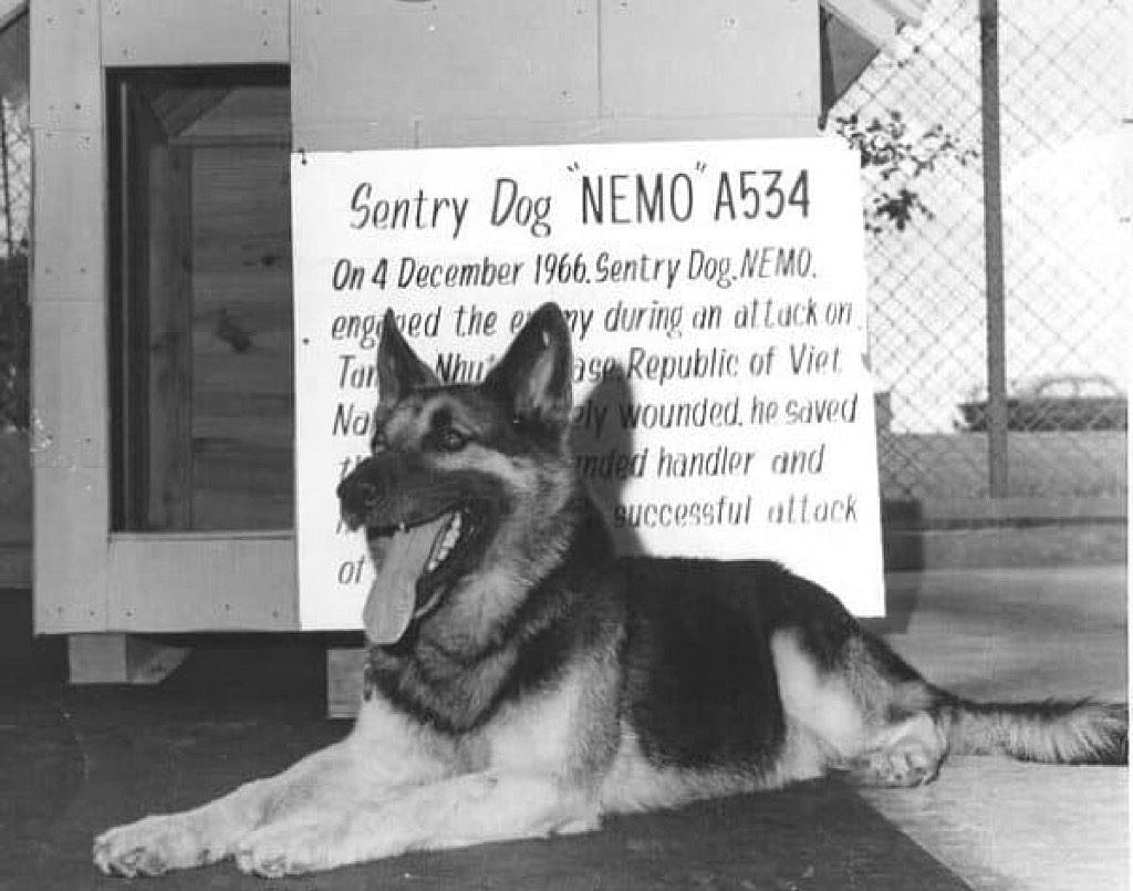 USAF PHOTO
After training at Lackland Air Force Base in San Antonio, Nemo was sent to Fairchild AFB in Spokane where he served on sentry duty, until he and his new handler Bob Throneburg were sent to Vietnam.