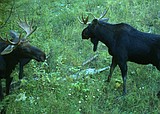 IDFG commish decides today on fewer moose, goat hunts