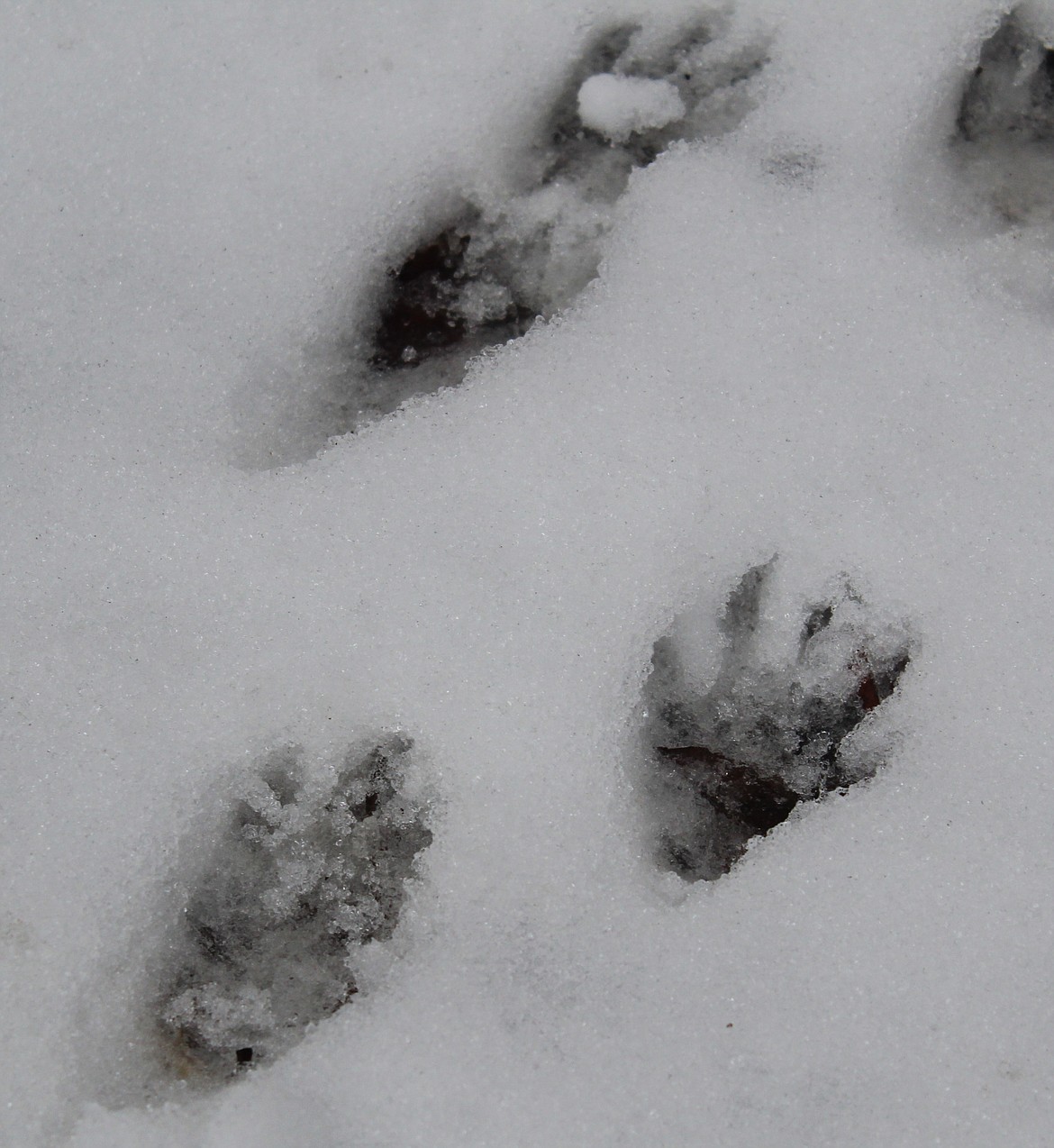 THE animal tracking class at the Owen Sowerwine Natural Area near Kalispell found raccoon tracks that led from a forested area to water and then back. Other tracks found in the crusty snow included: North American river otters, white-tailed deer, pine squirrels, muskrat, raven, coyote, snowshoe hare and more.